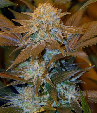 Critical Hog