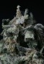 resized_Atrain_1
