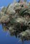 resized_Kushage