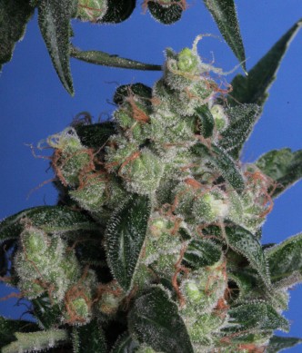 resized_Kushage_1