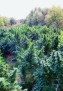 resized_Kushage_out