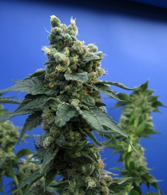 resized_Sage'n Sour