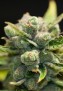 resized_Sage'n Sour2