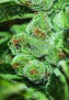 resized_Sage'n Sour3