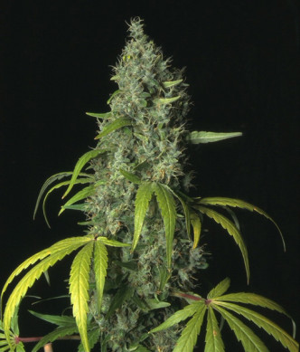 sage-1