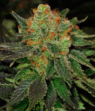 uveselehofarmare_feminizovane-auto-bubblegum