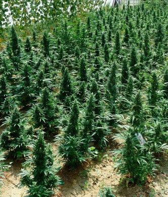 uveselehofarmare_feminizovane-auto-northern-hog