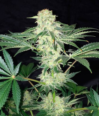 uveselehofarmare_feminizovane-cbd-la-sage