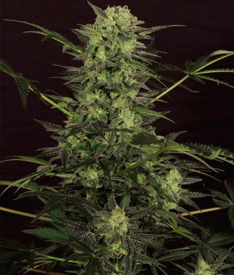 uveselehofarmare_feminizovane-auto-mk-ultra