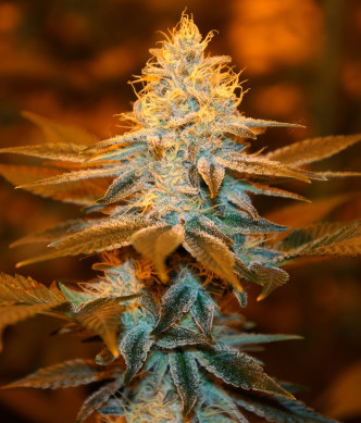 Strawberry-Glue-s