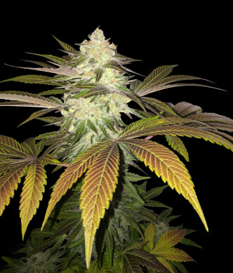 T.H.Seeds OrangeSicle bud shot (002) T.H.Seeds OrangeSicle bud shot (002)