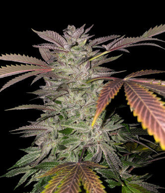 Gelato-cake-1
